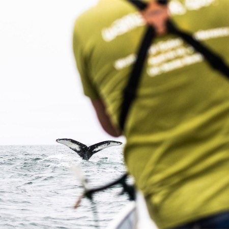 Whale watching with Oceanic Society