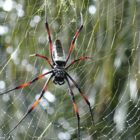 A large spider sitting on a web. A new study looks at the large black market for spiders and other arachnids.