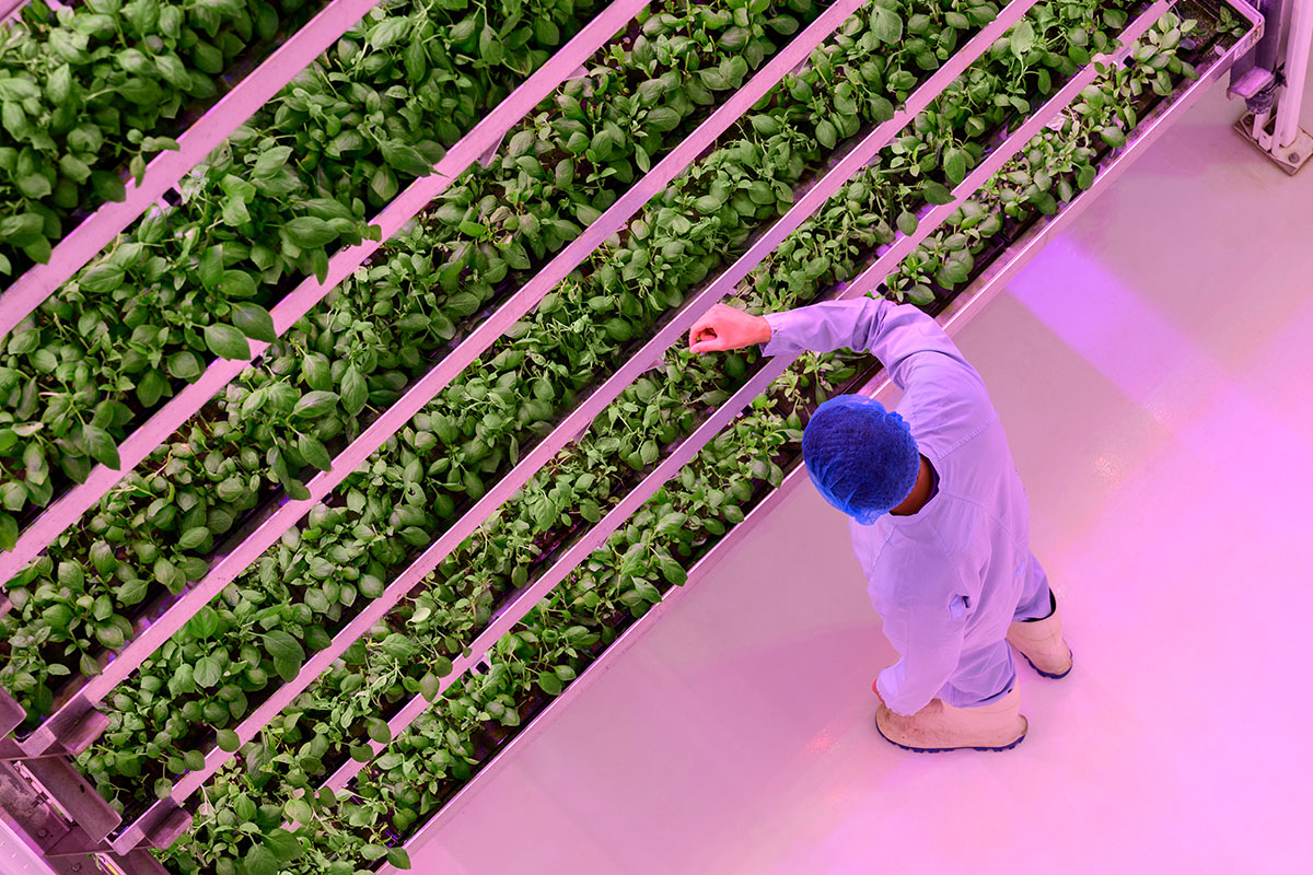 A man surveying microgreens at an indoor farm.