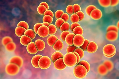Gonorrhoeae bacteria. Computer illustration of Neisseria gonorrhoeae bacteria. N. gonorrhoeae is a Gram-negative bacterium that causes the sexually transmitted infection gonorrhoea. Symptoms include vaginal or urethral discharge and a burning sensation on urination.