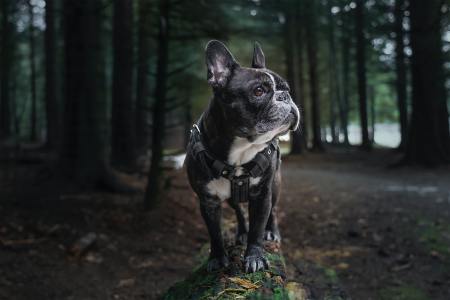Bulldog