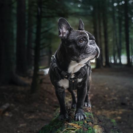 Bulldog
