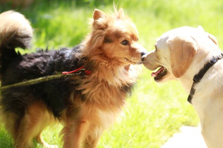 Photo of two dogs outside sniffing each other during the day with green grass in the background