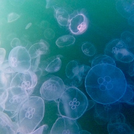Luminescent jellyfish floating along in the ocean.