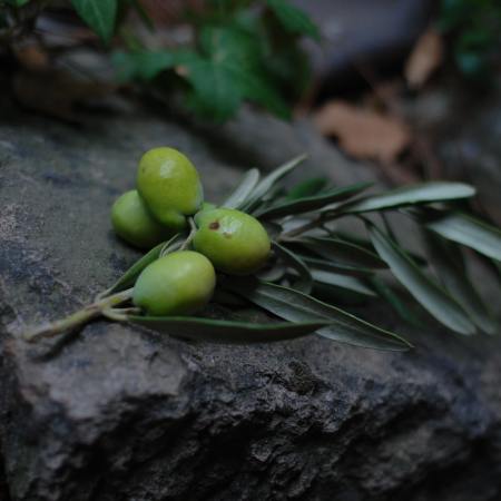 Olives