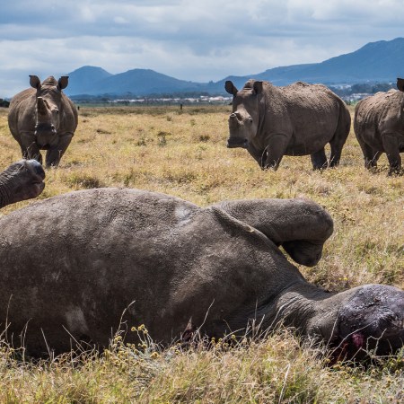 In the warm evening glow, a white rhino bull lays dead after being shot by poachers the night before.