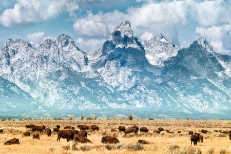 Bison migrate out of Yellowstone National Park