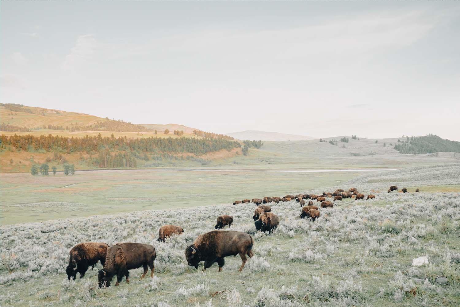 Early morning photo of a herd of bison in the Lamar Valley inside Yellowstone National Park