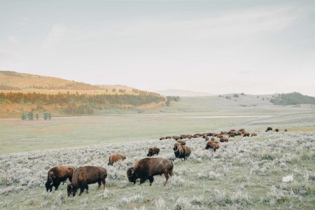 Early morning photo of a herd of bison in the Lamar Valley inside Yellowstone National Park