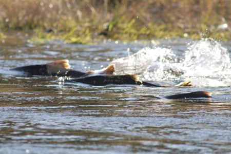 Chinook salmon