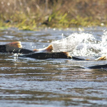Chinook salmon