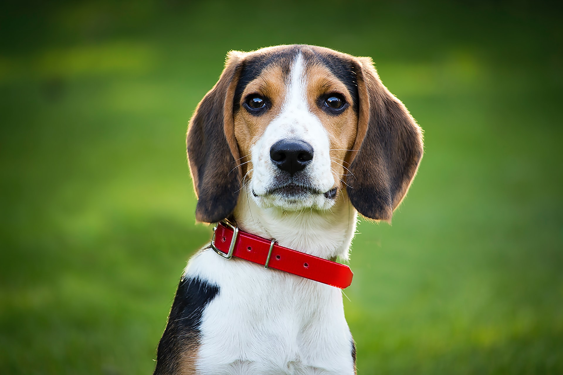 A very good dog