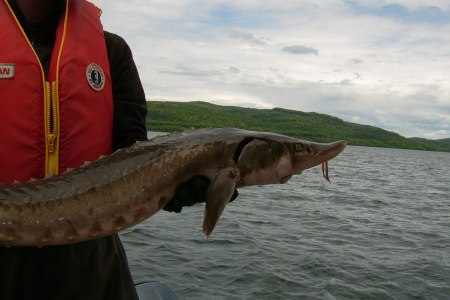 Lake sturgeon