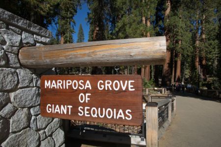 Mariposa Grove
