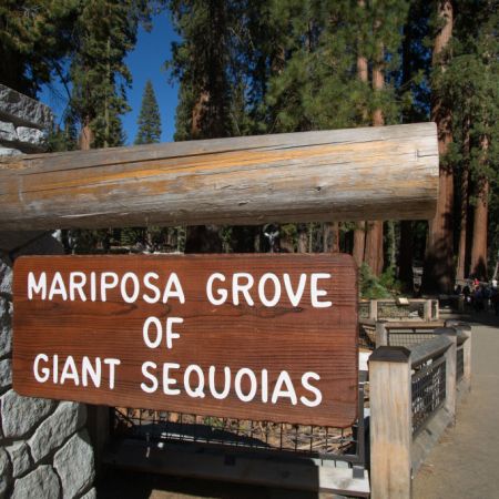 Mariposa Grove
