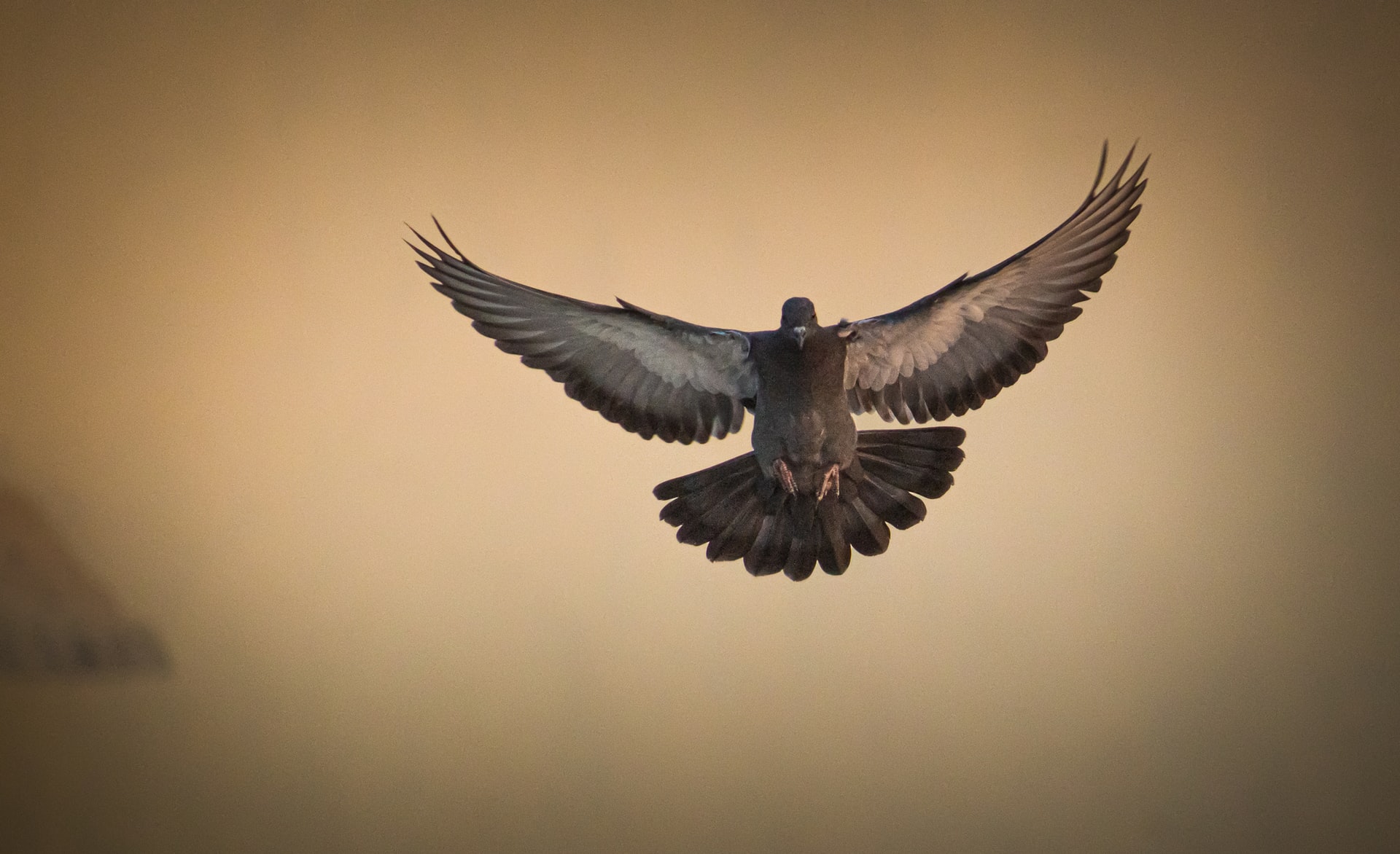 Pigeon