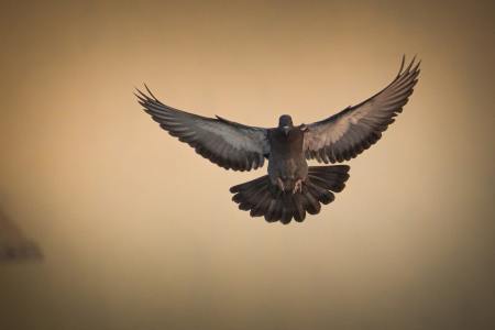 Pigeon