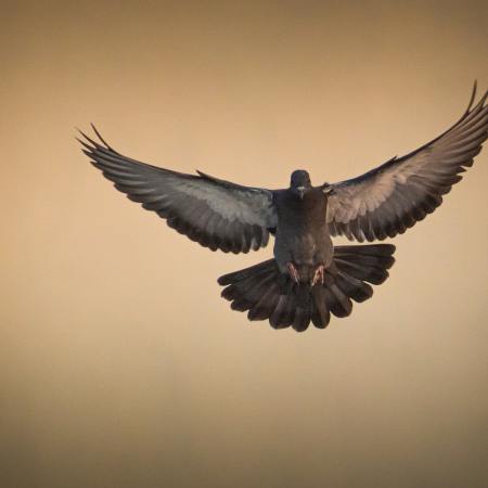 Pigeon