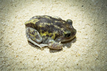 Spadefoot toad
