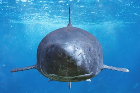 Arctic Sharks Are Now Showing Up in the Caribbean, Apparently