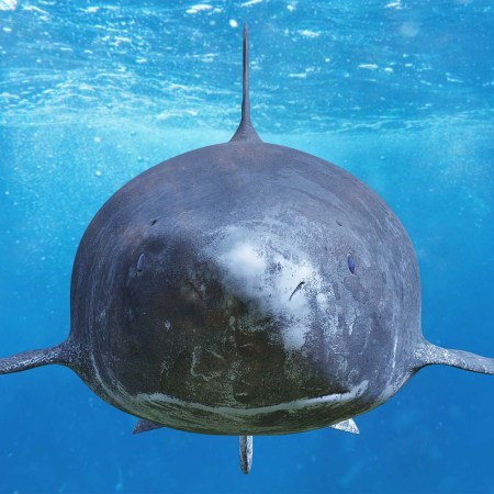 A rare Greenland shark swimming in the ocean. One was found in Belize, far from the Arctic Ocean.