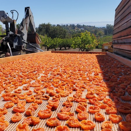 Hundreds of apricots drying in the sun at an orchard in Los Altos, California
