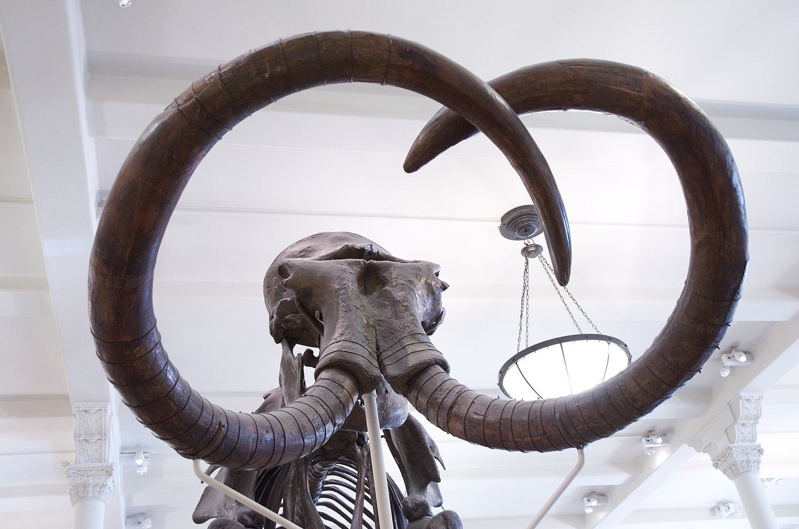 Mammoth skeleton