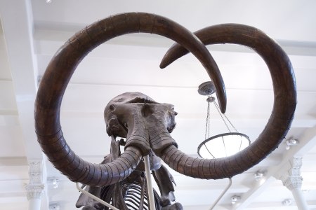 Mammoth skeleton