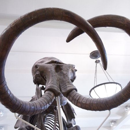 Mammoth skeleton