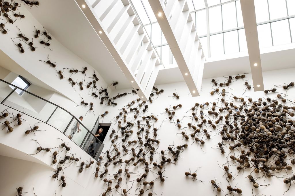 Ants and art