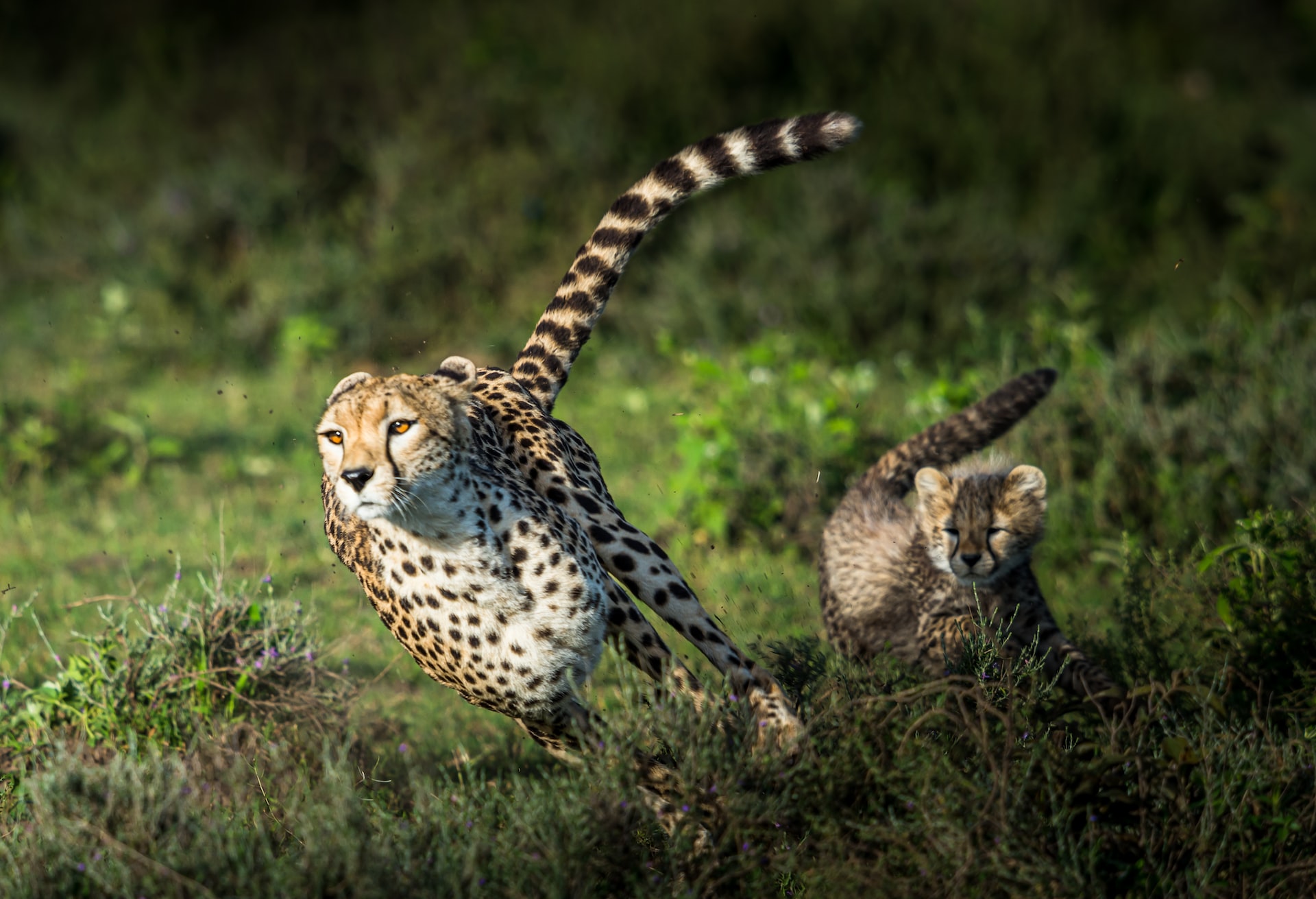Cheetahs