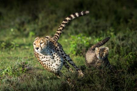 Cheetahs