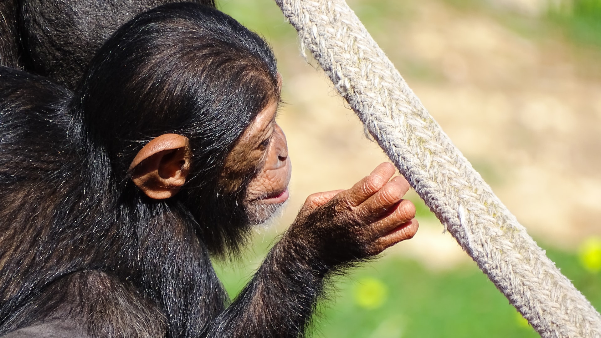 Chimpanzee