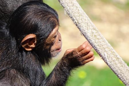 Chimpanzee