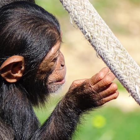 Chimpanzee