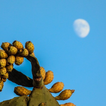 A cactus with Indian figs against a blue sky.