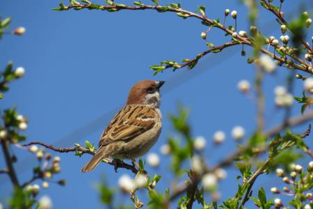 The Pandemic Caused Birds to Change Their Songs