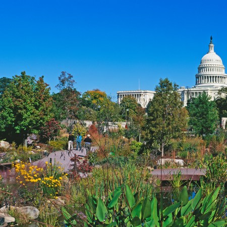 United States Botanic Garden and the Capitol Building Murat Taner
