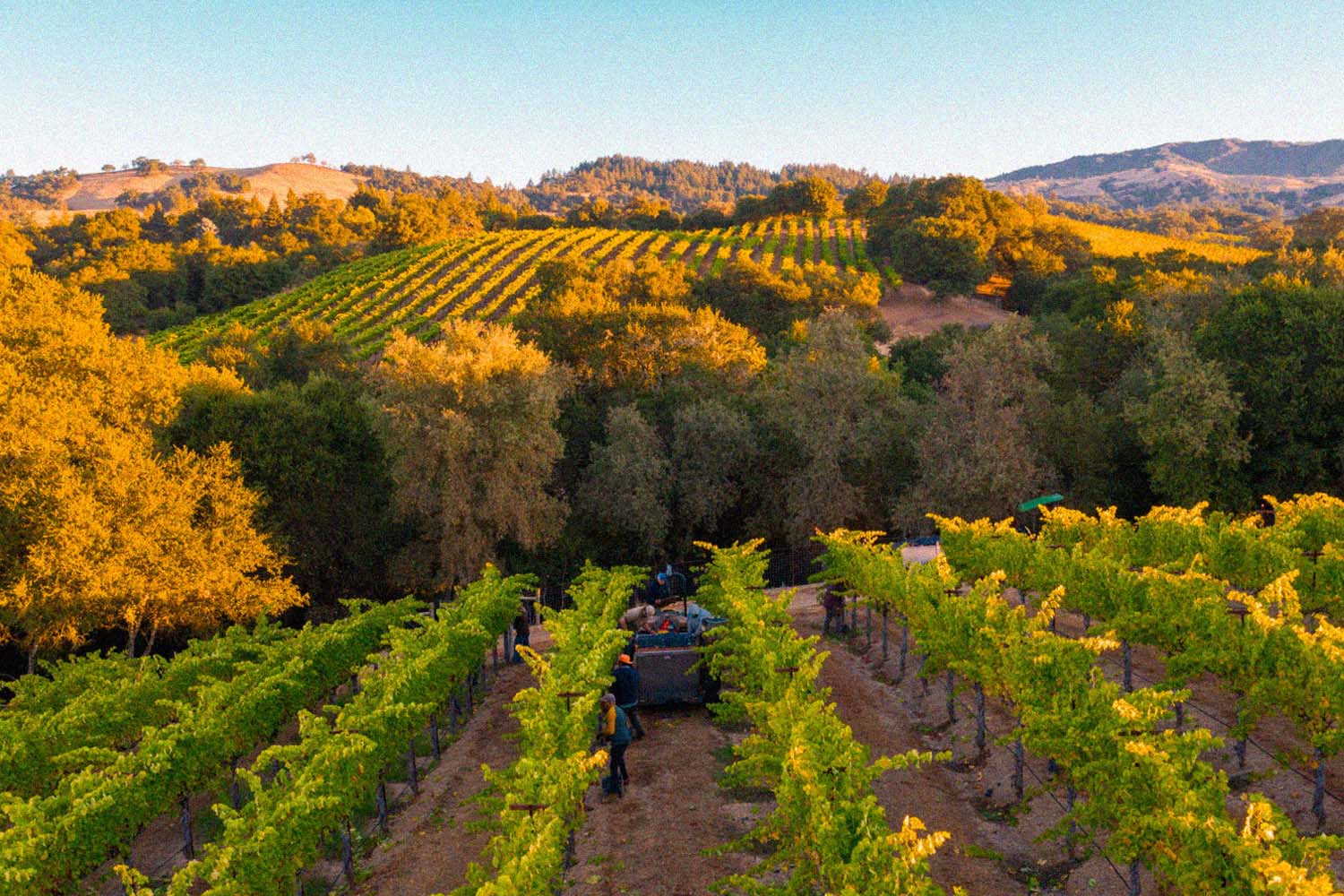 Jordan Vineyard & Winery