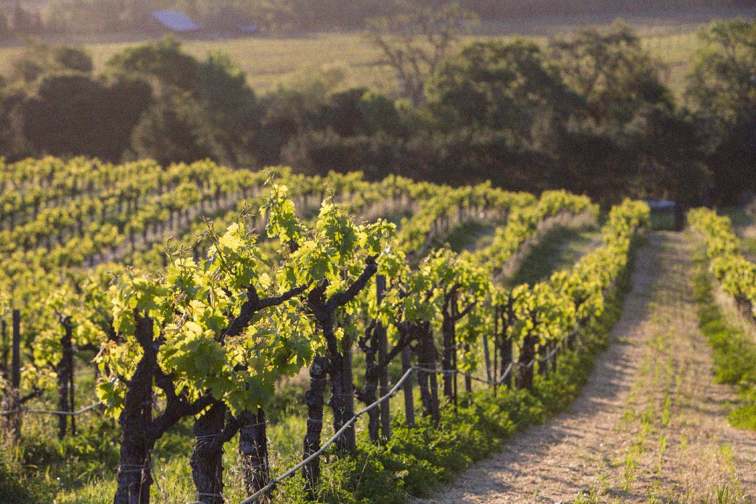 Quivira Vineyards