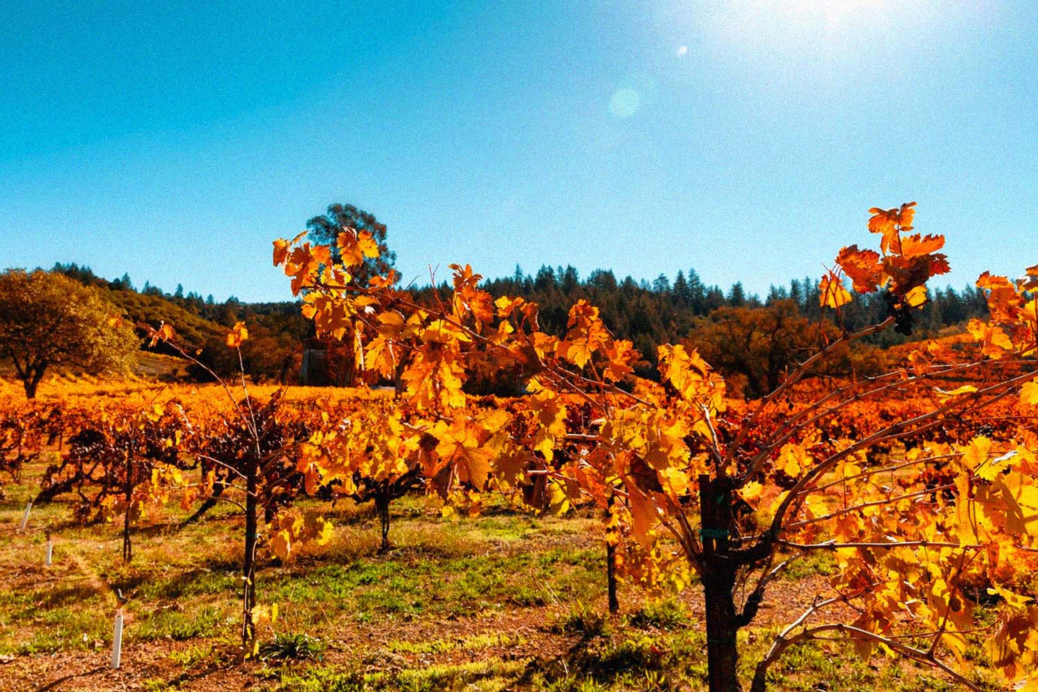 Truett Hurst Winery