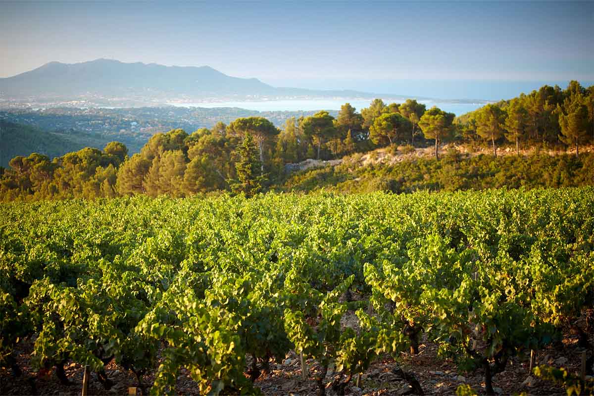 A shot of the landscape of Bandol, France