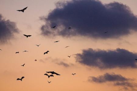 Bats flying in an orange sky with purple clouds at dusk. We take a look at the history of vampire autopsies.