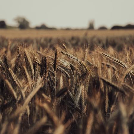 Wheat fields