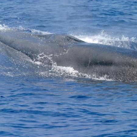 Rice's whale