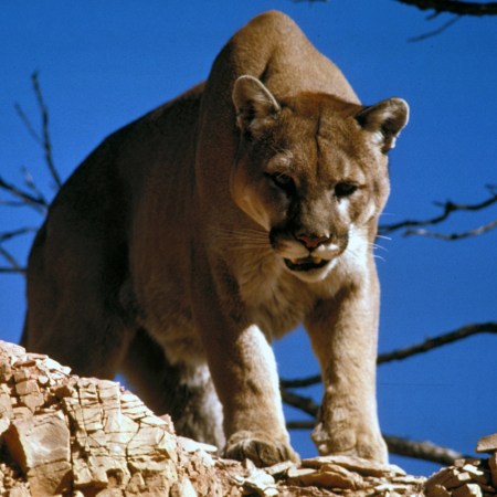 Mountain lion