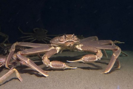 Snow crab