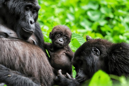 Amid the Gorillas of the Albertine Rift