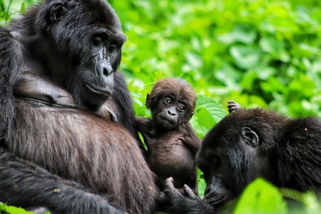 A mountain gorilla mother, baby and other family member from the Habinyanja group in Uganda, which our writer saw up close on a gorilla trek with Volcanoes Safaris