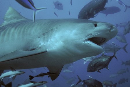 Tiger shark